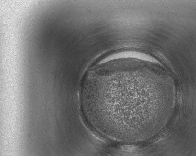 X0000072500444200607290110