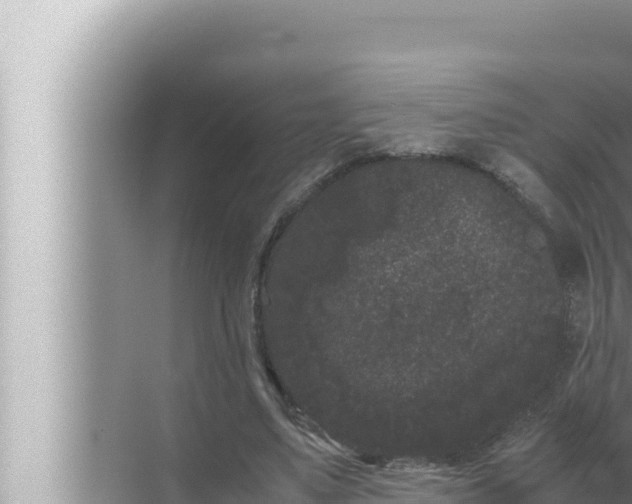 X0000072500491200607290109