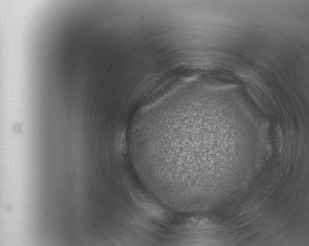 X0000072500502200607290109