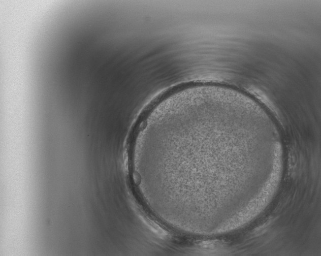 X0000072500584200607290108