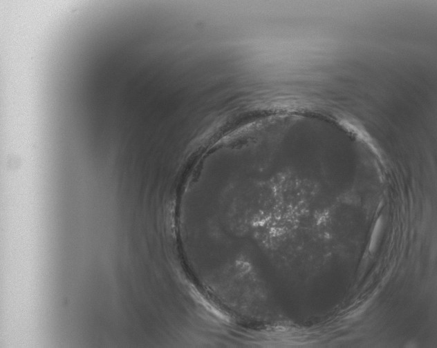 X0000072500585200607290108