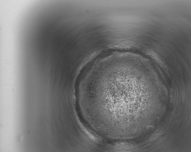 X0000072500634200607290106