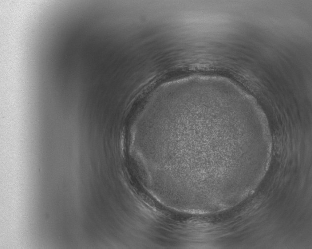 X0000072500648200607290107