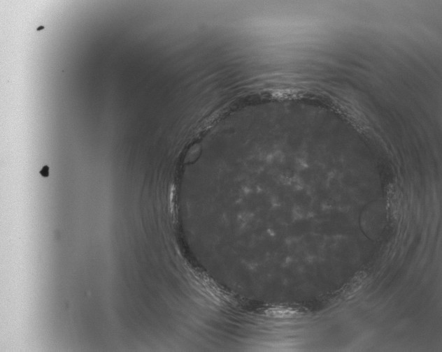 X0000072500650200607290107