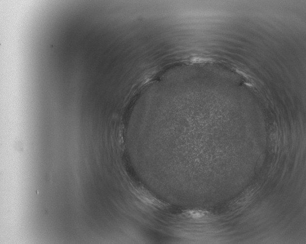 X0000072500654200607290107