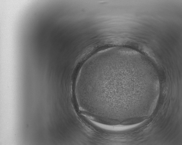 X0000072500685200607290106