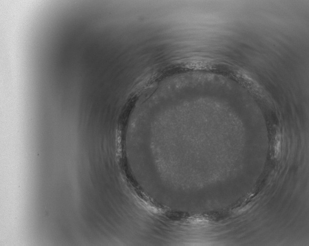 X0000072500696200607290106