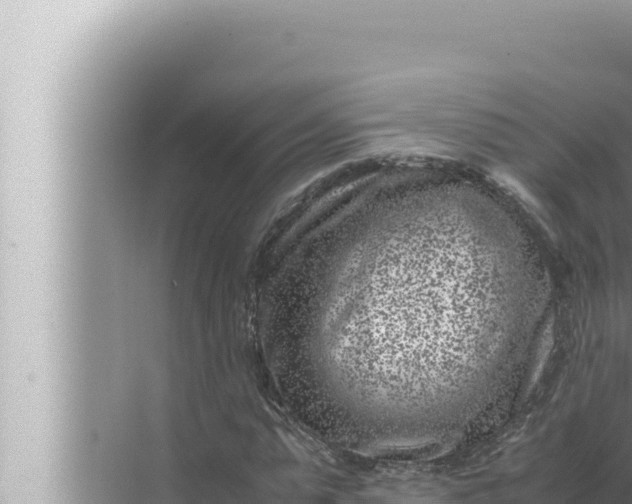 X0000072500775200607290104