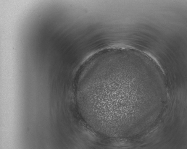 X0000072500823200607290103