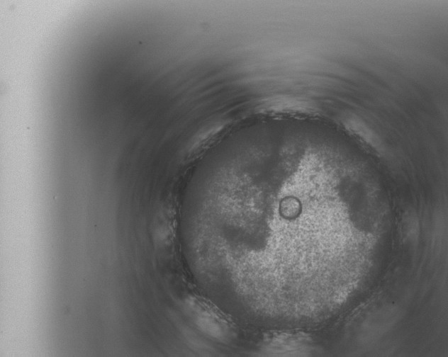 X0000072500824200607290103