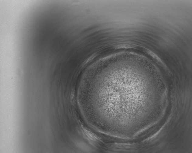 X0000072500825200607290103