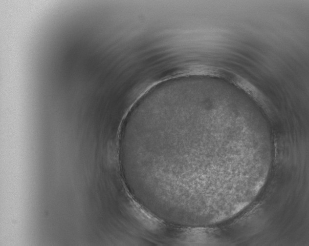 X0000072500828200607290103