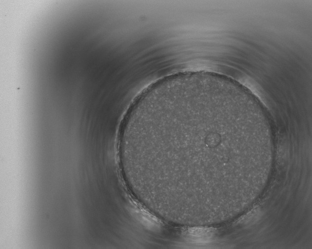 X0000072500832200607290103