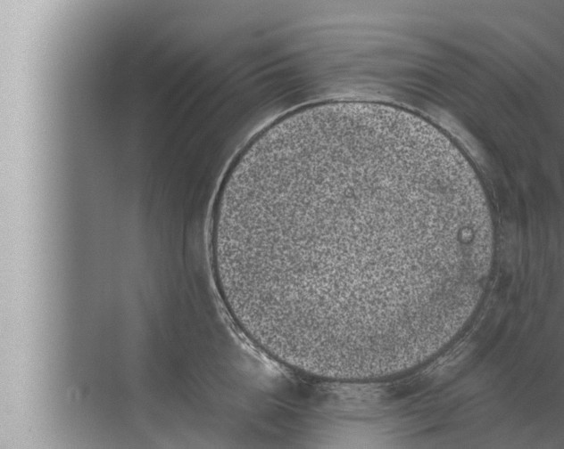 X0000072500856200607290104