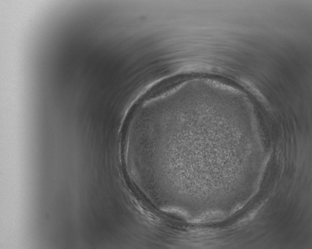 X0000072500877200607290103