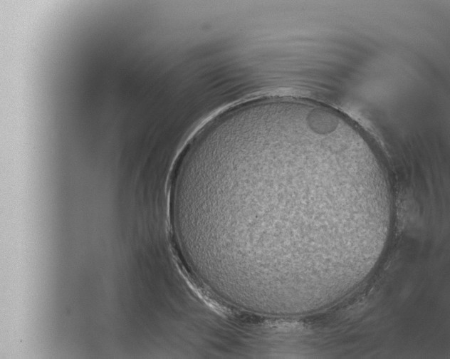 X0000072500886200607290103