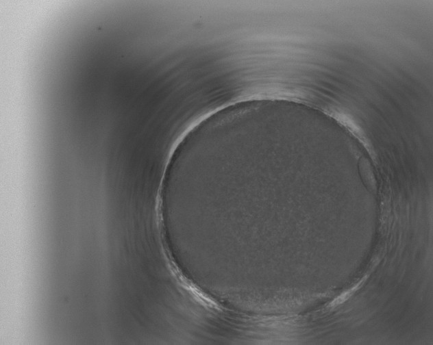 X0000072500928200607290102