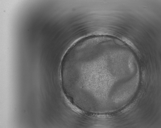 X0000072500934200607290102