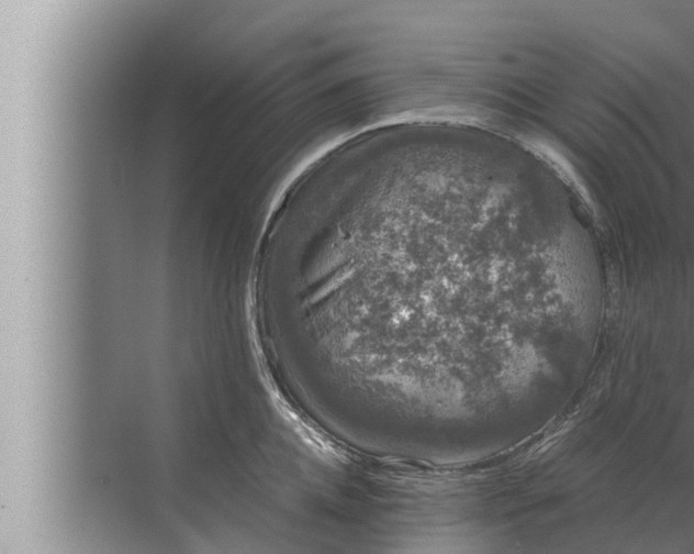 X0000072500952200607290102