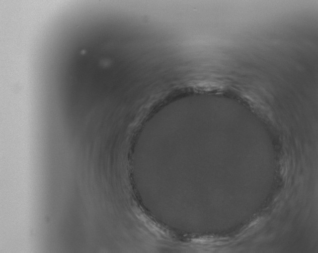 X0000072500961200607290101