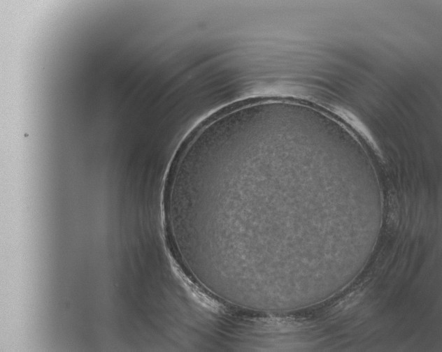 X0000072500980200607290101