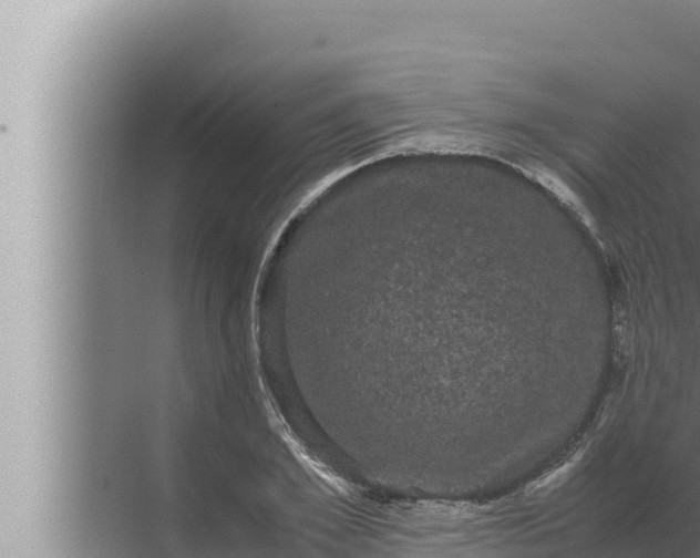 X0000072500981200607290101