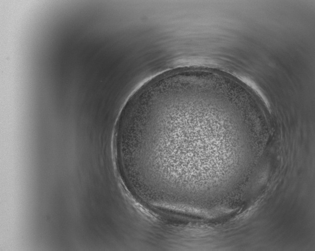 X0000072500983200607290101