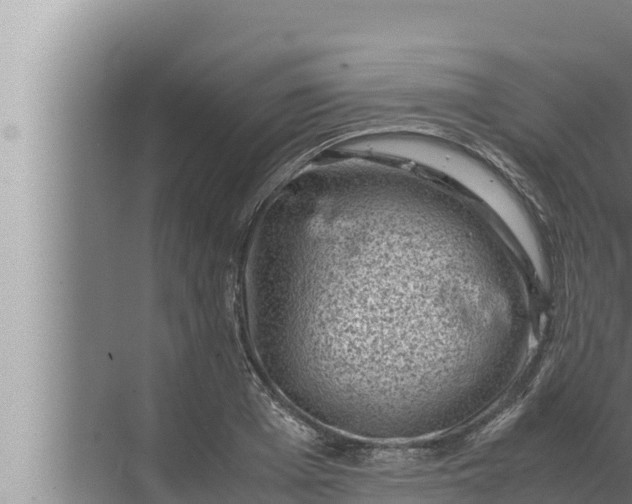 X0000072500985200607290101