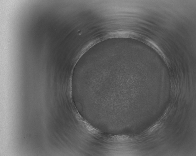 X0000072500994200607290101