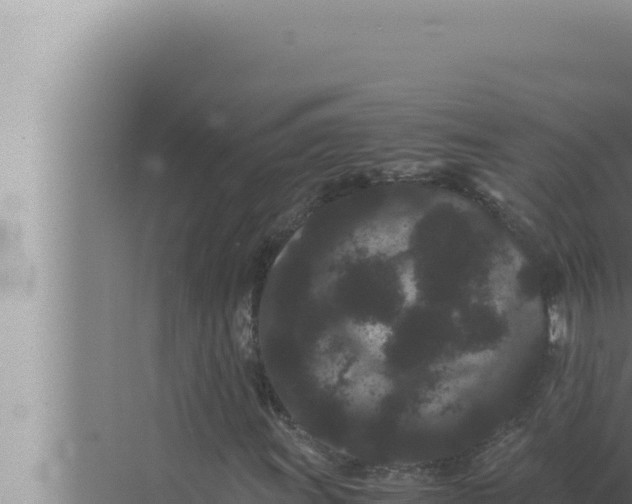 X0000072501011200607290100