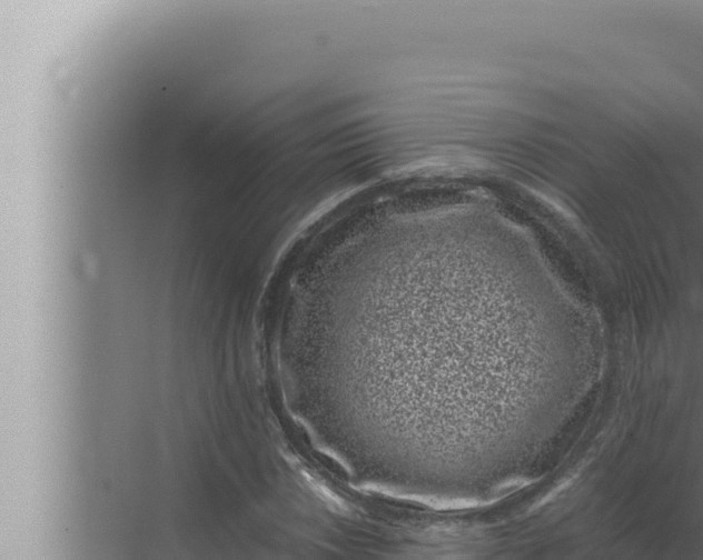 X0000072501018200607290100