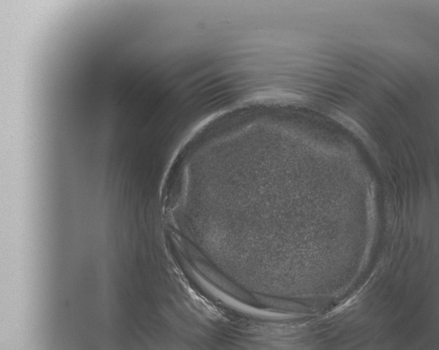 X0000072501022200607290100