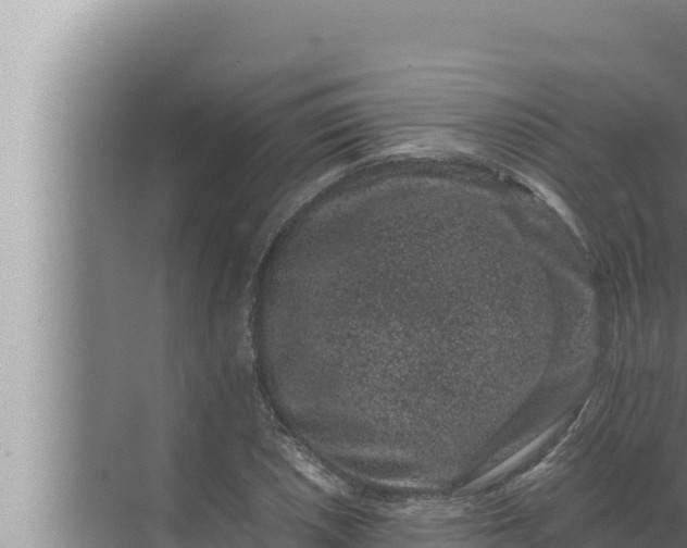 X0000072501026200607290100