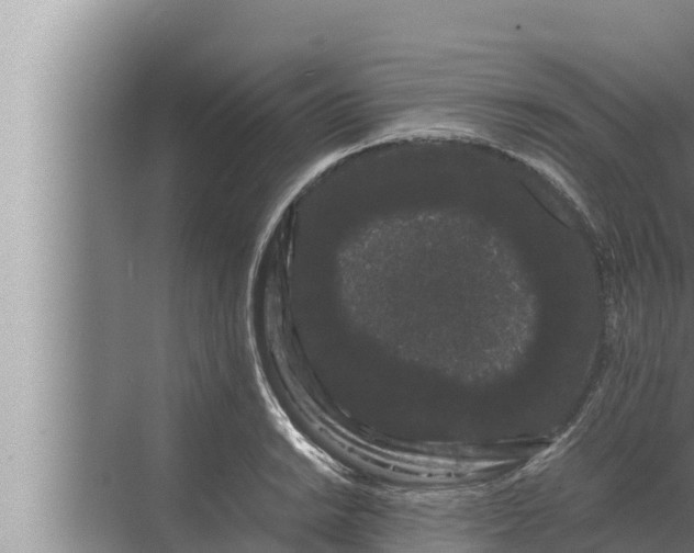 X0000072501038200607290100