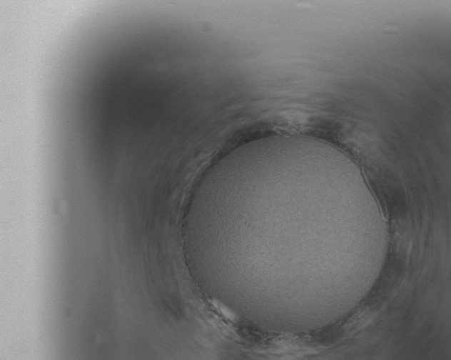 X0000072501057200607290100