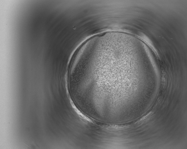 X0000072501100200607290059