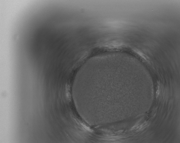 X0000072501156200607290058