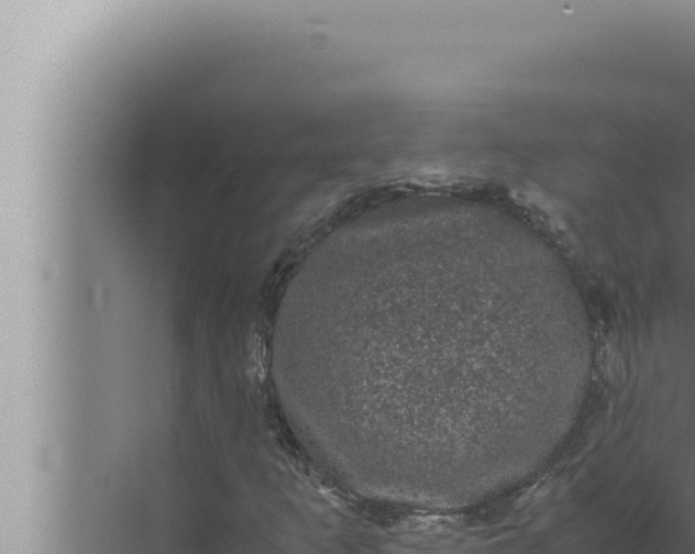 X0000072501253200607290056