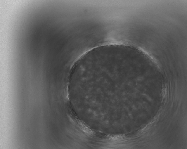 X0000072501262200607290056