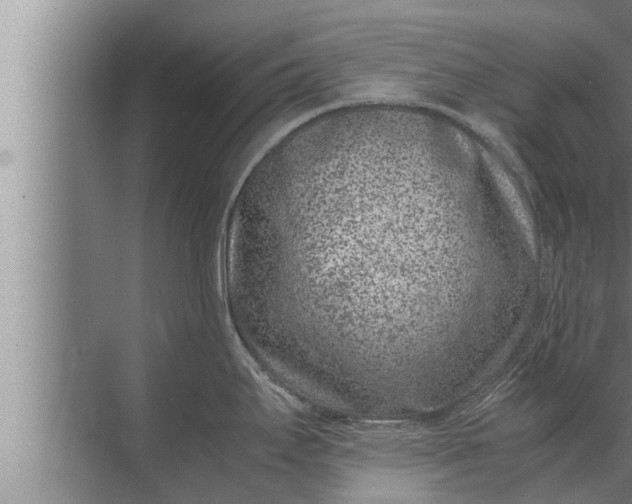 X0000072501295200607290056