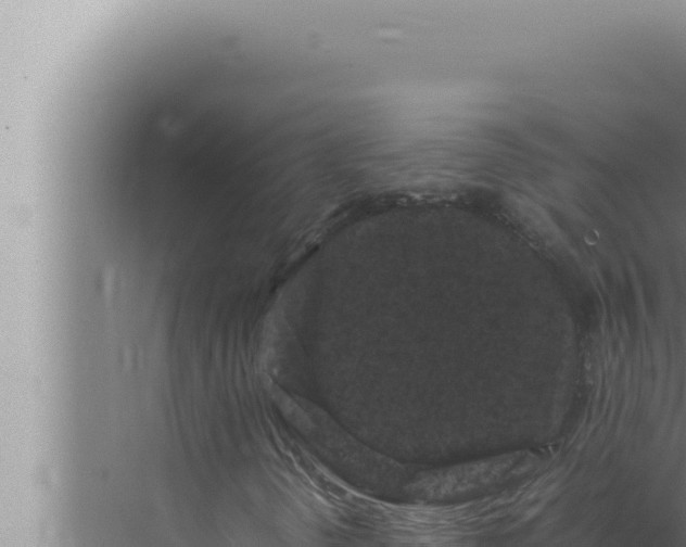 X0000072501298200607290055