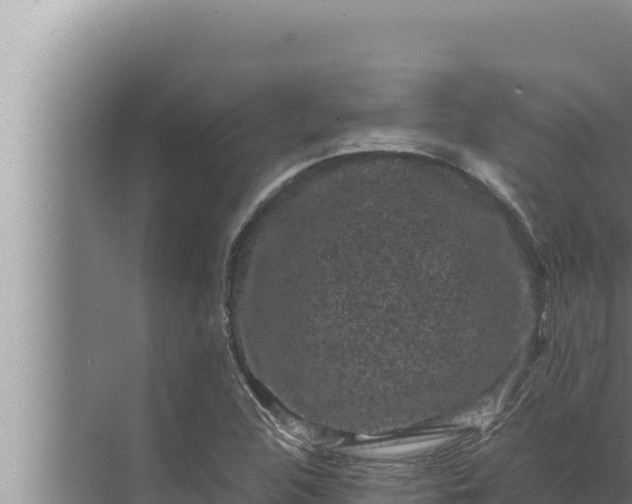 X0000072501312200607290055