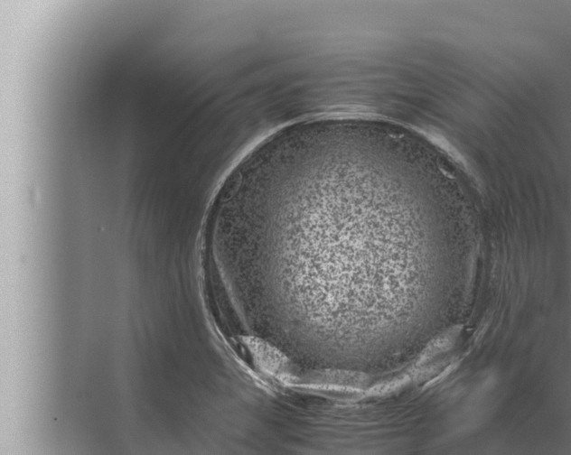 X0000072501325200607290055