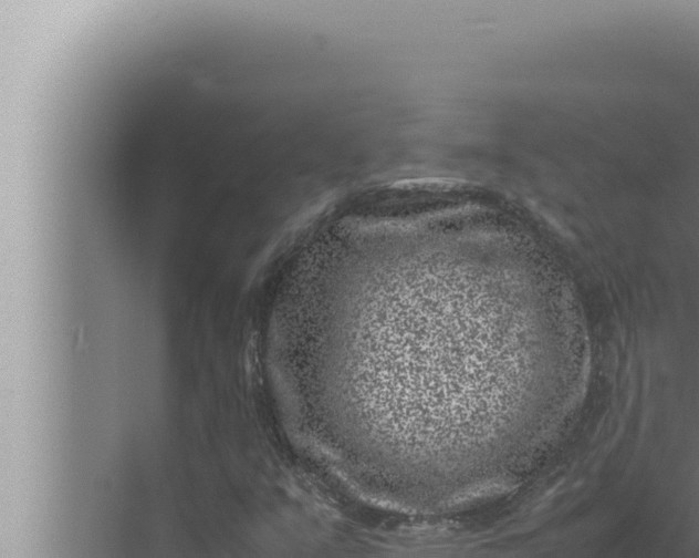 X0000072501351200607290055