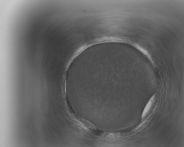 X0000072501365200607290055