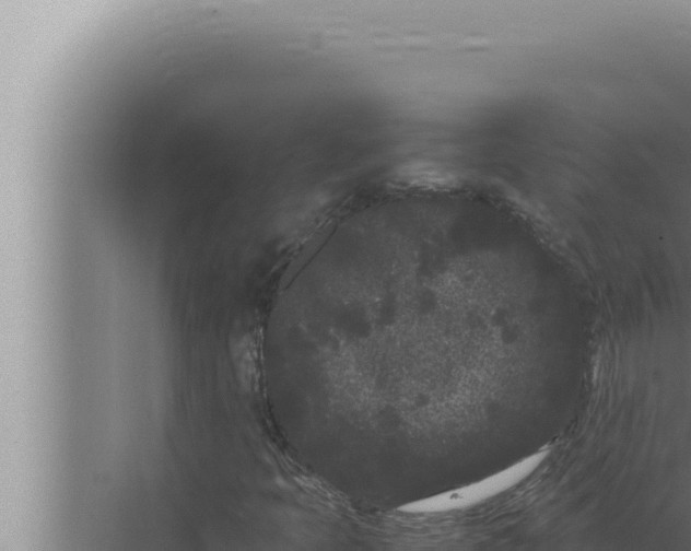 X0000072501397200607290053