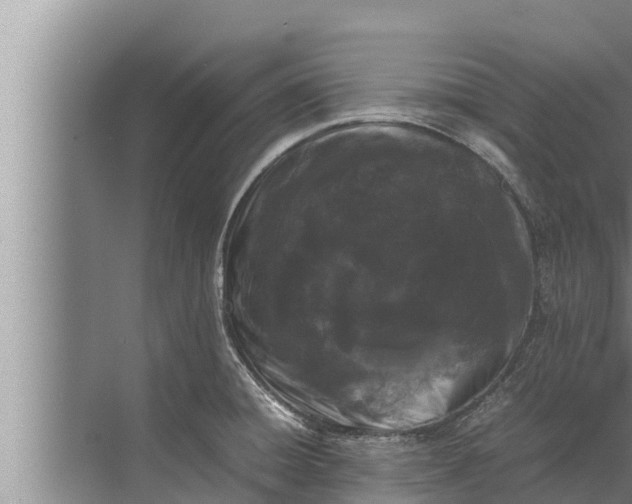 X0000072501428200607290054