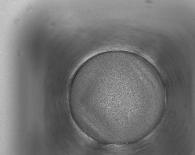 X0000072501500200607290052