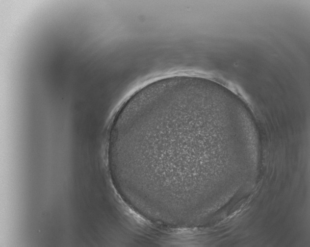 X0000072501504200607290052