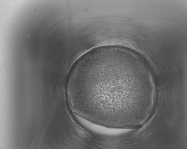 X0000072501505200607290052